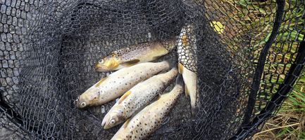 úhyn Těchonín1 .jpg